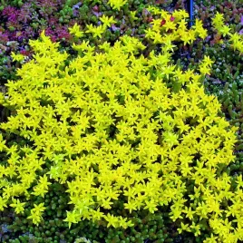 rozchodnik-ostry-sedum-acre-zolty-na-skalniak-odporny-sadzonka-p9