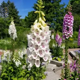 naparstnica-dalmatian-white-biala-nakrapiana-bylina-ogrodowa-sadzonka-p9