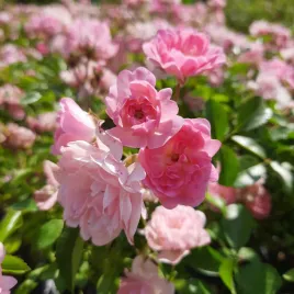 roza-miniaturowa-pink-niska-na-balkon-i-taras-obfite-kwitnienie-sadzonka-p9