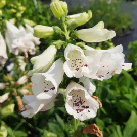 naparstnica-dalmatian-white-biale-kwiaty-z-plamkami-do-ogrodu-sadzonka-p9