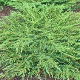jalowiec-pospolity-green-carpet-gesty-zielony-dywan-na-skarpy-sadzonka-p9