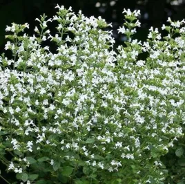 kalaminta-nepeta-marvelette-white-obfite-kwitnienie-do-donic-sadzonka-p9
