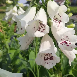 naparstnica-dalmatian-white-wysokie-dzwonki-miododajna-sadzonka-p9