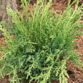 jalowiec-green-carpet-niska-roslina-okrywowa-zamiast-trawnika-sadzonka-p9