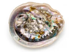 muszla-abalone-paua-m-12-14-cm-podstawka-do-palo-santo-bialej-szalwii-ziol