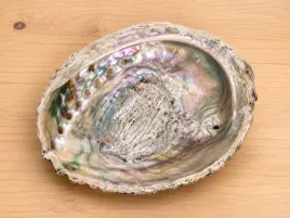 muszla-abalone-paua-xl-15-17-cm-podstawka-do-palo-santo-bialej-szalwii-ziol
