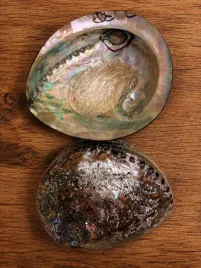 muszla-abalone-obustronnie-polerowana-15-16-cm-podstawka-palo-santo-szalwia