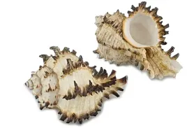 muszla-murex-8-9-cm-naturalna-dekoracja-morska-muszelka-do-diy