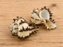 naturalna-muszla-murex-l-7-9-cm-dekoracja-morska-do-stroikow-i-rekodziela