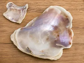 placuna-placenta-muszla-15-18-cm-naturalna-oczyszczona-dekoracyjna