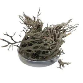 porost-szary-10g