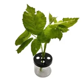 pojemnik-na-jezyne-do-terrarium-patyczak-straszyk