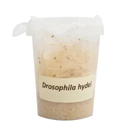 muszki-owocowki-drosophila-hydei