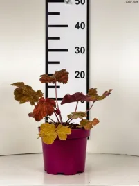 heuchera-world-caffe-arabica-zurawka-world-caffe-arabica-c2