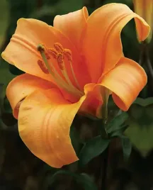 lilia-trabkowa-orange-planet-24-or-100percent-zgodnosc-odmian-or