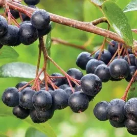 aronia-nero-sliwolistna-czarna-witaminy-owoce-sok-sadzonka-p9