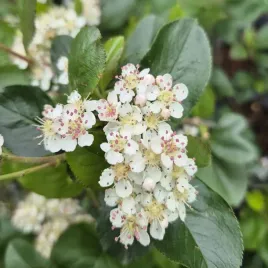 aronia-sliwolistna-nero-krzew-owocowy-odporny-mroz-sadzonka-p9