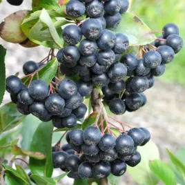 aronia-nero-slodkie-duze-owoce-na-przetwory-soki-sadzonka-p9