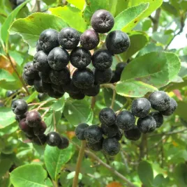 aronia-nero-sliwolistna-czarna-bogata-w-witaminy-na-soki-owoce-sadzonka-p9