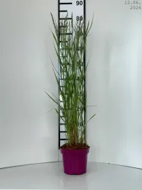 calamagrostis-brachytricha-trzcinnik-krotkowlosowy-c2