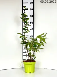 deutziahybrida-zylistek-mieszancowy-strawberry-fields