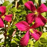 clematis-rubra-c2-viticcella