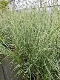 trzcinnik-ostrokwiatowy-calamagrostis-acutiflora-overdam-c4