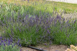 lavandula-intermedia-phenomenal-niko-lawenda-posrednia