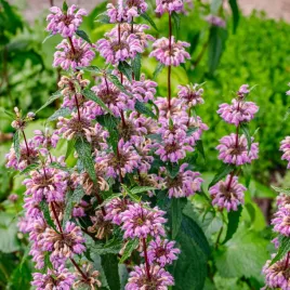 phlomis-tuberosa-bronze-flamingo-zelezniak-bulwiasty-bronze-flamingo-c2