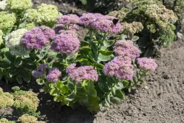 sedum-spectabile-brillant-rozchodnik-okazaly-brillant-c2