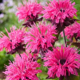 pysznoglowka-monarda-hybrida-pink-lace
