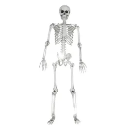 szkielet-czlowieka-sztuczny-kosciotrup-170cm-gadzet-naukowy-biologia