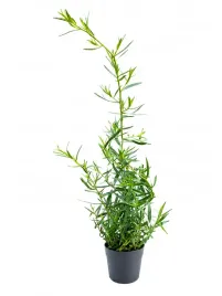estragon-bylica-draganek-ziola-sadzonka-w-doniczce-aromatyczna-przyprawa