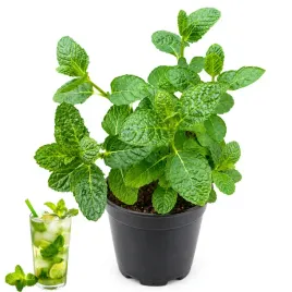 mieta-marokanska-mojito-idealna-do-drinkow-orzezwiajaca-swieza-sadzonka