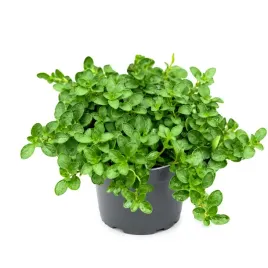 sadzonka-rozsada-oregano-drobne-w-doniczce-ziola-kuchni-ogrodu-przyprawa