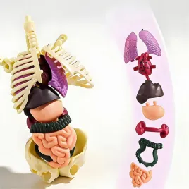 model-szkieletu-czlowieka-model-szkieletu-czlowieka-3d-dla-nauki-anatomii