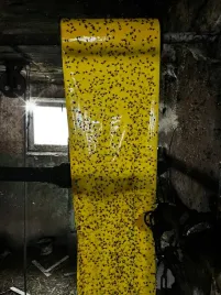 lep-przeciwko-muchom-osom-na-muchy-10m-xxl-do-stajni-domu