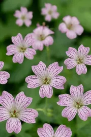 bodziszek-versicolor-geranium-kwitnaca-bylina-okrywowa-do-polcienia