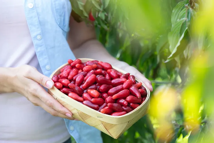 DEREŃ JADALNY BIO świeże DUŻE owoce EKO nalewki wino EKOLOGICZNA PLANTACJA