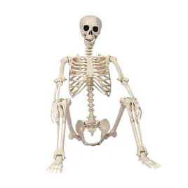 szkielet-czlowieka-165-cm-ruchomy-model-anatomiczny-halloween-pvc