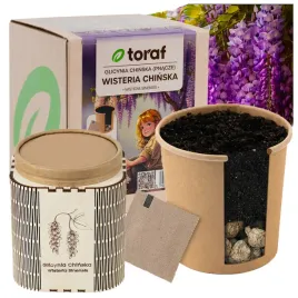 toraf-zestaw-do-samodzielnej-uprawy-nasiona-wisteria-chinska-oslonka-ziemia