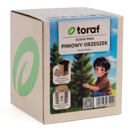 toraf-zestaw-do-samodzielnej-uprawy-nasiona-sosna-pinia-piniowy-orzeszek