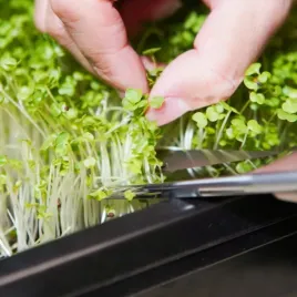 toraf-microgreens-mlode-listki-zestaw-4-roslin-mat-bomba-witaminowa-nasiona