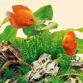 swietlowka-juwel-nature-led-590-mm