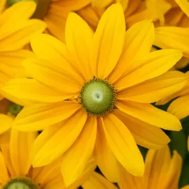 rudbekia-kick-start-passion-sadzonka-maksymalnie-dlugo-kwitnaca