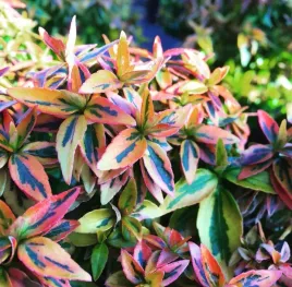 abelia-wielkokwiatowa-kaleidoscope-p9-sadzonka