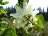 meczennica-passiflora-constance-elliott-c2