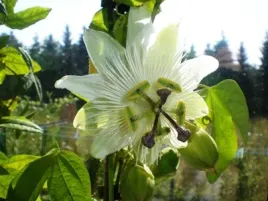 meczennica-passiflora-constance-elliott-c2