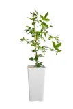 meczennica-passiflora-constance-elliott-c2-rodzaj-rosliny-inny