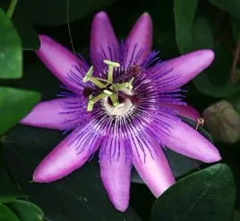 meczennica-passiflora-lavender-lady-c2